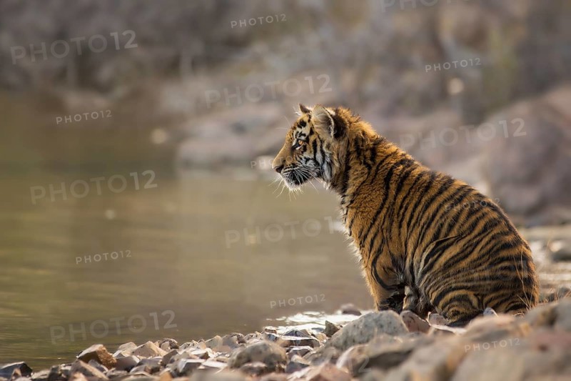 Bengal Tiger (Panthera tigris) immature sitting at waterhole, captive, Philippolis, South Africa