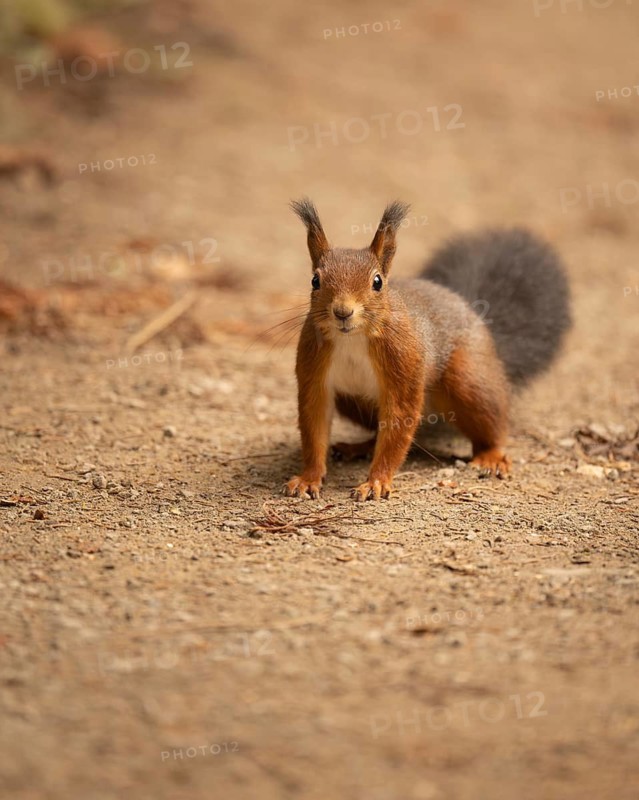 Eurasian squirrel (Sciurus vulgaris), standing on brown, fine soil, curious and cautiously looking forwards, dark tail, white chest, Dortmund, North Rhine-Westphalia, Germany