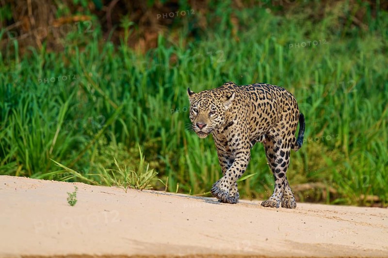 A jaguar strides along a sandy path surrounded by greenery, Jaguar (Panthera onca), Pantanal, Mato Grosso, Brazil
