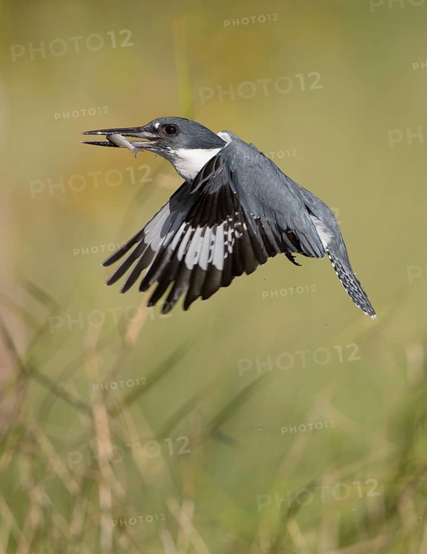 Belted Kingfisher (Megaceryle alcyon) male flying with fish prey in its beak, Florida, USA