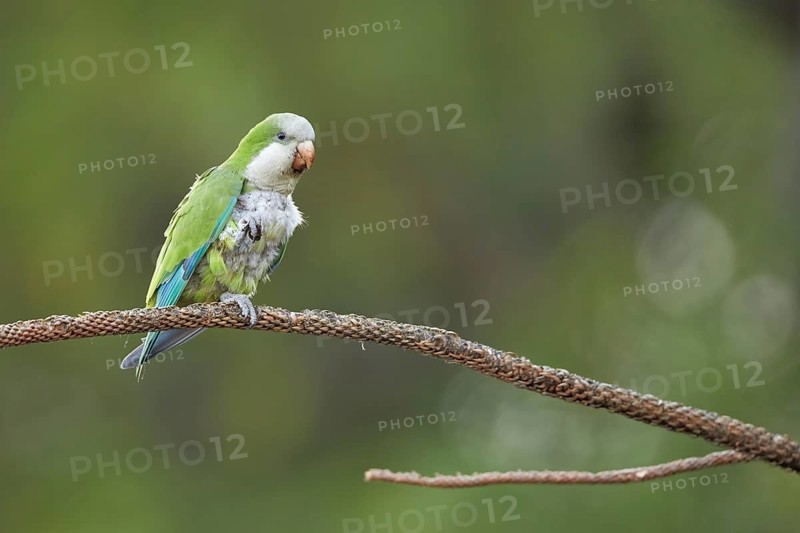 Monk Parakeet (Myiopsitta monachus) perched on a branch, Spain