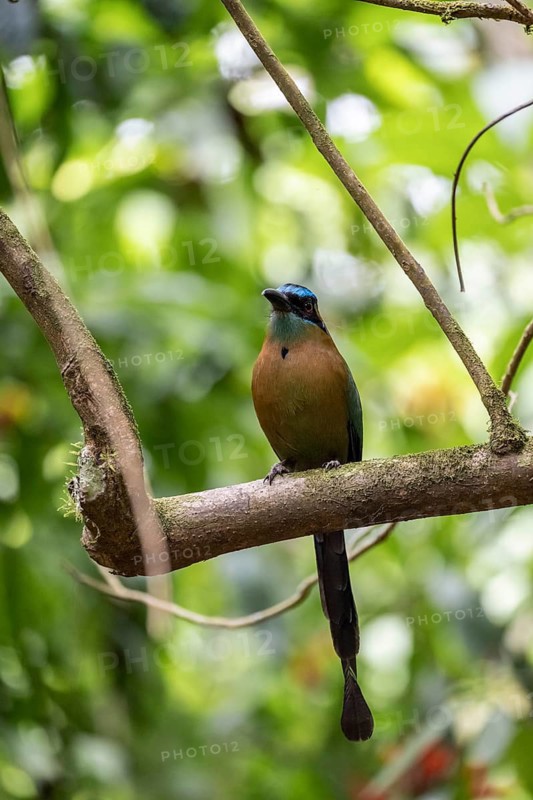 Blue-crowned motmot (Momotus lessonii), colourful bird sitting on a branch, tropical rainforest, Corcovado National Park, Osa, Puntarena Province, Costa Rica
