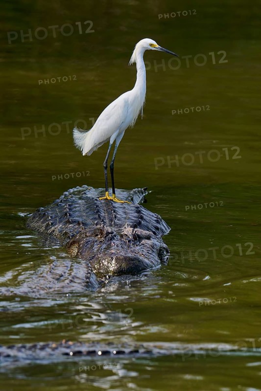 A heron balances on a crocodile in the water and gazes into the distance, Great Egret (Egretta thula), American Alligator (Alligator mississippiensis), Orlando, Florida, USA