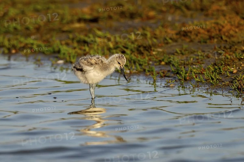 Avocet (Recurvirostra avosetta), chick foraging in the water, Texel, province of North Holland, Netherlands