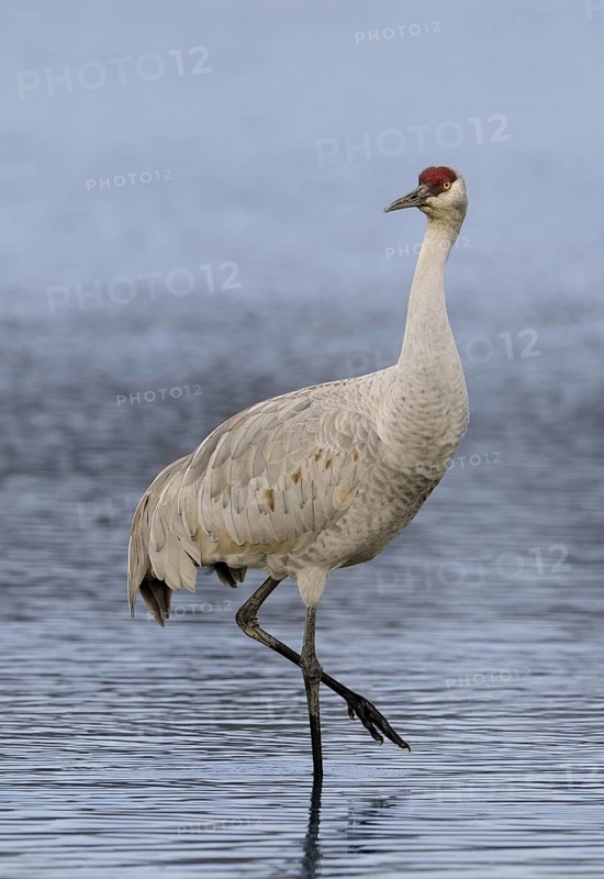 Sandhill Crane (Antigone canadensis), British Columbia, Canada