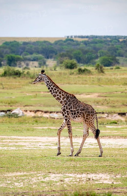 Maasai giraffe (Giraffa tippelskirchi), young animal, Serengeti National Park, Tanzania