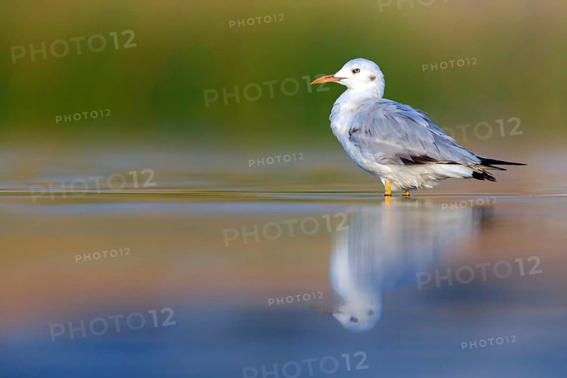 A Slender-billed Gull, (Larus genei), in search of food, Wadi Darbat, Salalah, Dhofar, Oman