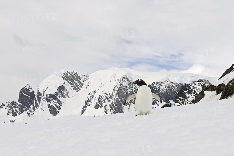 Gentoo Penguin (Pygoscelis papua), Antarctica