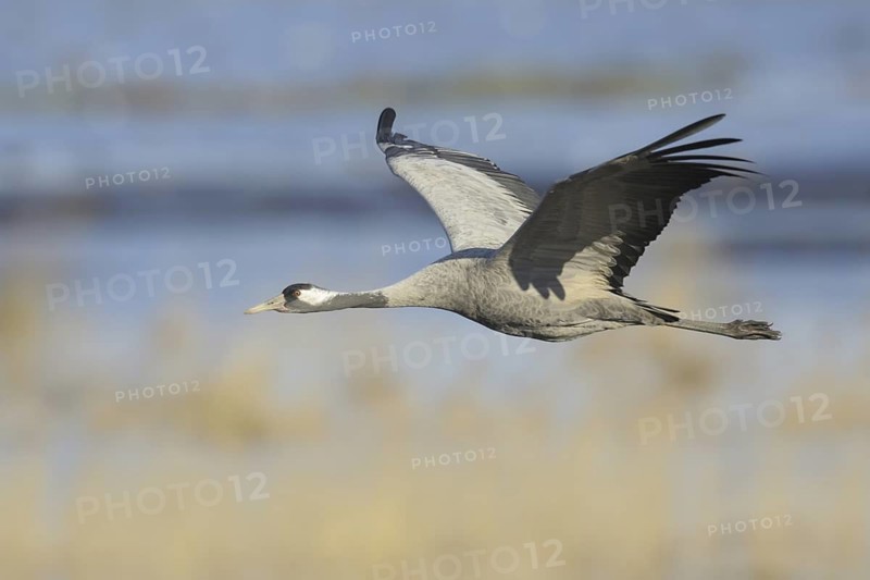 Common Crane (Grus grus) flying, Mecklenburg-Western Pomerania, Germany
