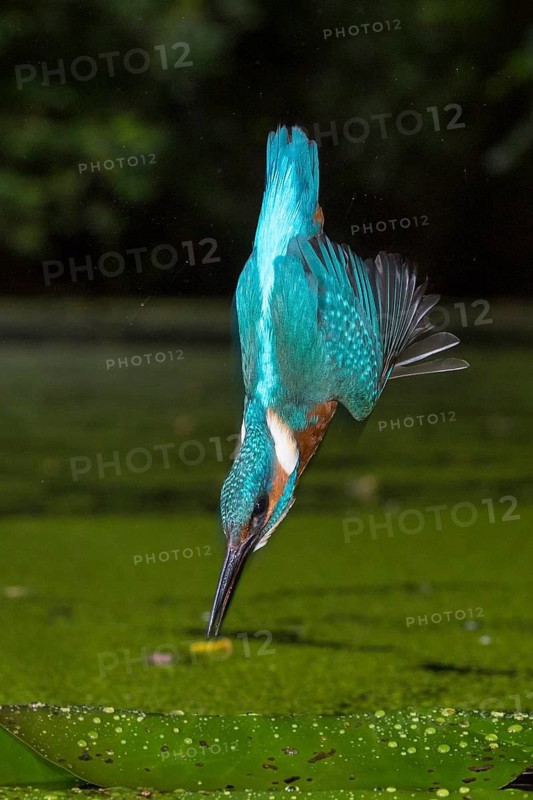 Common Kingfisher (Alcedo atthis) male fishing, Lower Saxony, Germany
