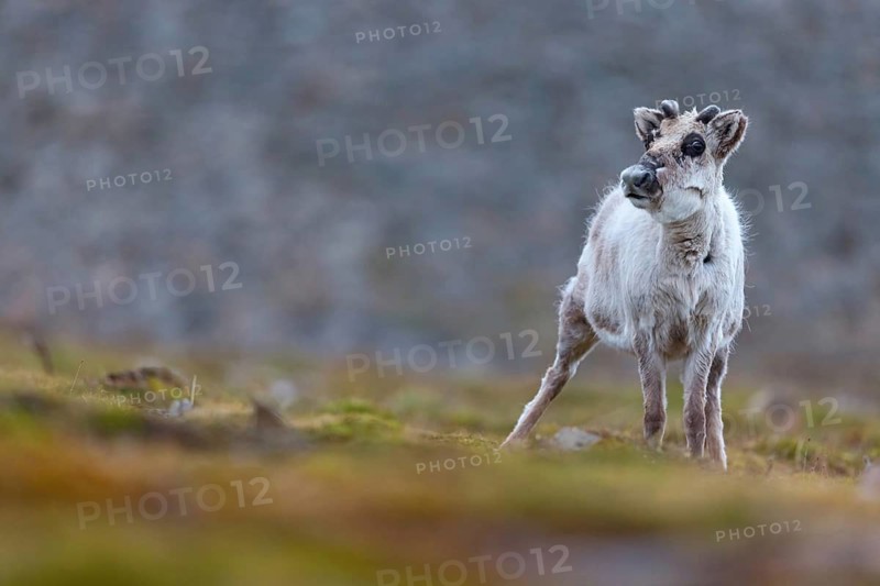 Reindeer, Ren, (Rangifer tarandus), Spitsbergen-Ren, Norway, Spitsbergen, young animal, calf, Longyearbyen, Svalbard / Spitsbergen, Norway