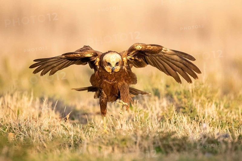 Western Marsh Harrier (Circus aeruginosus) female, Castile-La Mancha, Spain