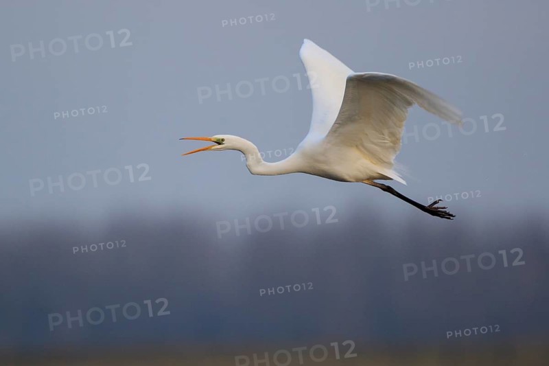 Great Egret (Ardea alba) calling in flight, North Rhine-Westphalia, Germany