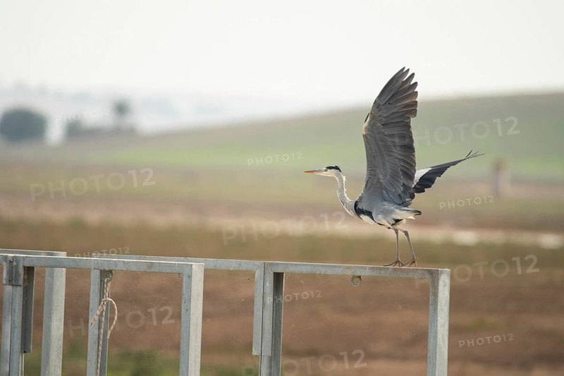 A grey heron stands gracefully on a metallic perch, preparing for flight with wings outspread against a soft, blurred wetland backdrop