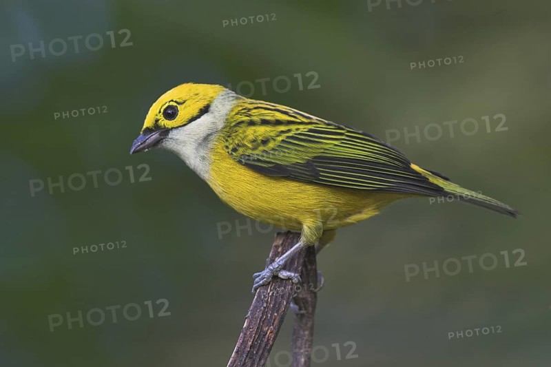Silver-throated Tanager (Tangara icterocephala), Costa Rica