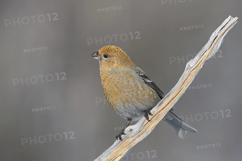 Pine Grosbeak (Pinicola enucleator) female, Varanger, Norway