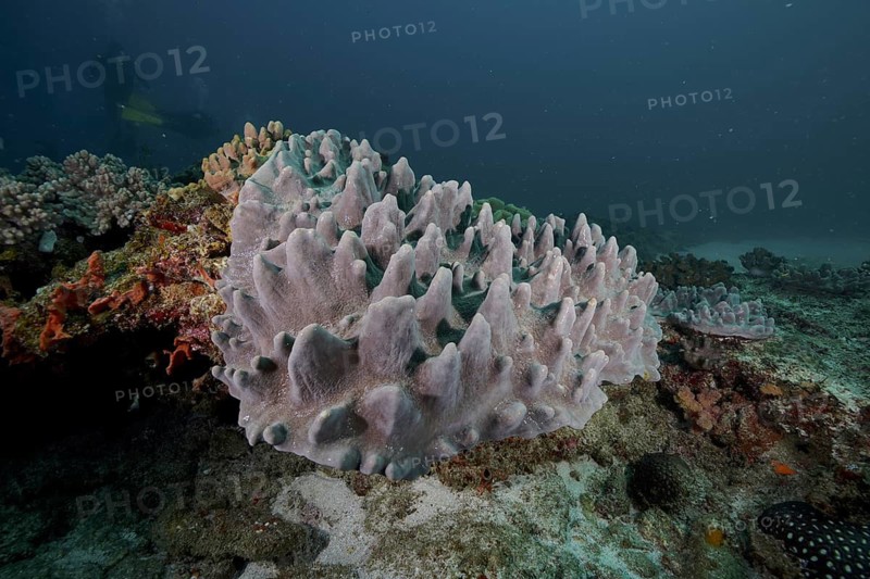 Cabbage coral (Sinularia sp)