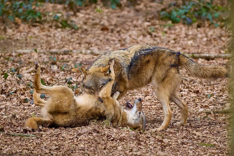 Two wolves playing in the foliage of a forest, one lying on its back while the other stands over it, Wolf (Canis Lupus), Germany