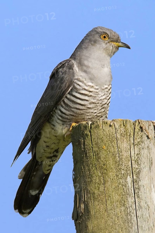 Common Cuckoo (Cuculus canorus), Peniche, Portugal