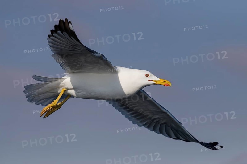 Lesser Black-backed Gull (Larus fuscus) flying, Eilat, Israel