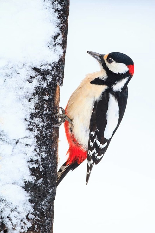 Great Spotted Woodpecker (Dendrocopos major) male, Finland