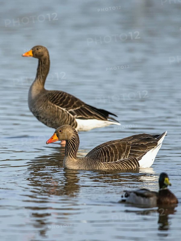 Greylag Goose, Anser anser, birds in flight over winter marshes