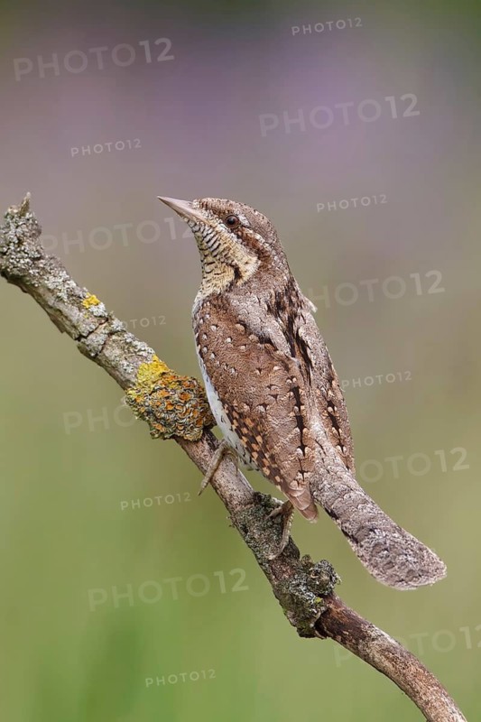 Eurasian Wryneck (Jynx torquilla), Saxony, Germany