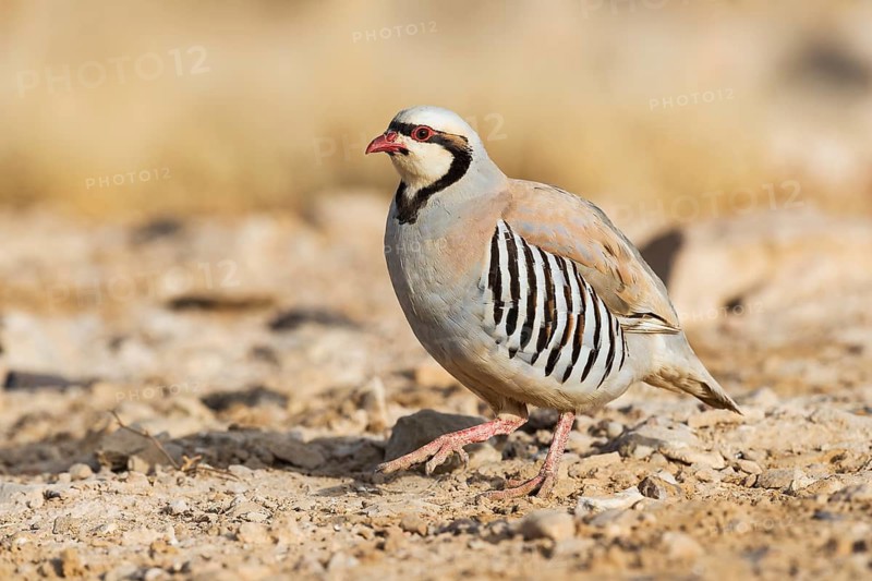 Chukar Partridge (Alectoris chukar), Negev, Israel
