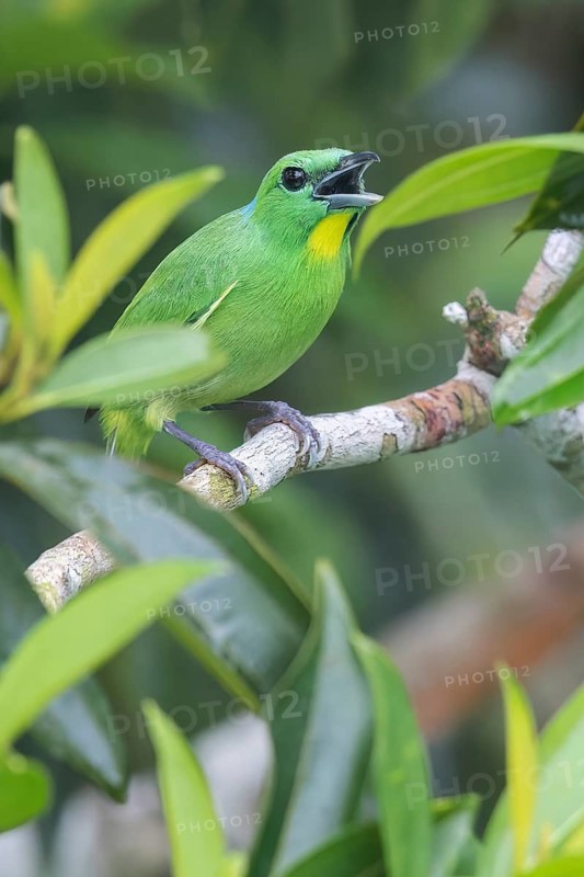 Green Shrike-Vireo (Vireolanius pulchellus) perched on a branch in Panama