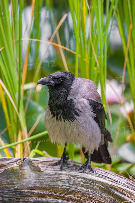 An adult hooded crow (Corvus cornix), sits on a branch in a garden pond