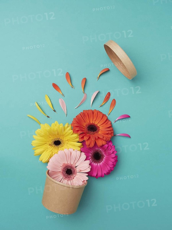 Vibrant color explosion concept in spring. Orange, pink and yellow flowers and petals coming out of a recycled cardboard container on a blue background