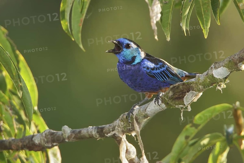 Opal-rumped Tanager (Tangara velia) perched on a branch in Ecuador, South America