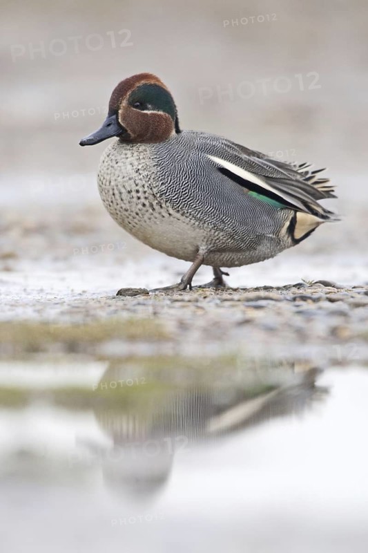 Eurasian Teal (Anas crecca) male, Norkolk, United Kingdom