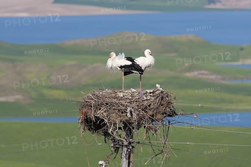 White Stork (Ciconia ciconia) nest, Turkey