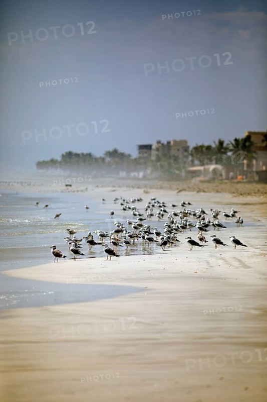 Seagulls on Taqah Beach or beach, Taqah, Dhofar Province, Oman