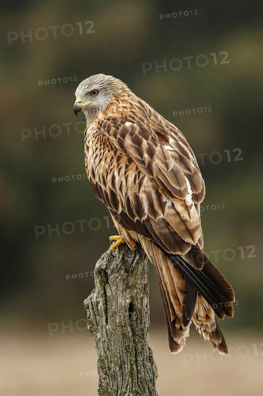 Red Kite (Milvus milvus), perched on a branch, Castile and Leon, Spain