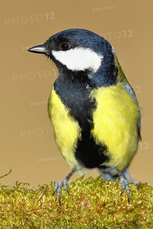 Great tit (Parus major), sitting on moss-covered dead wood, Wilnsdorf, North Rhine-Westphalia, Germany