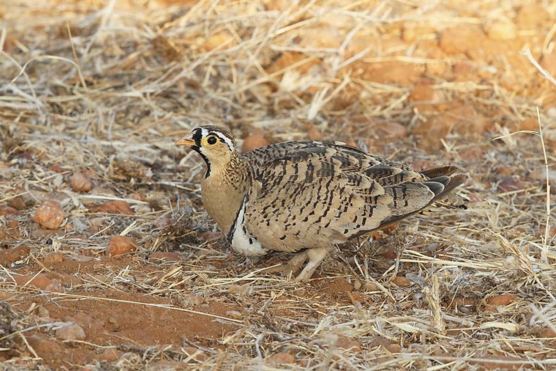 Black-faced Sandgrouse (Pterocles decoratus) male, Samburu, Kenya