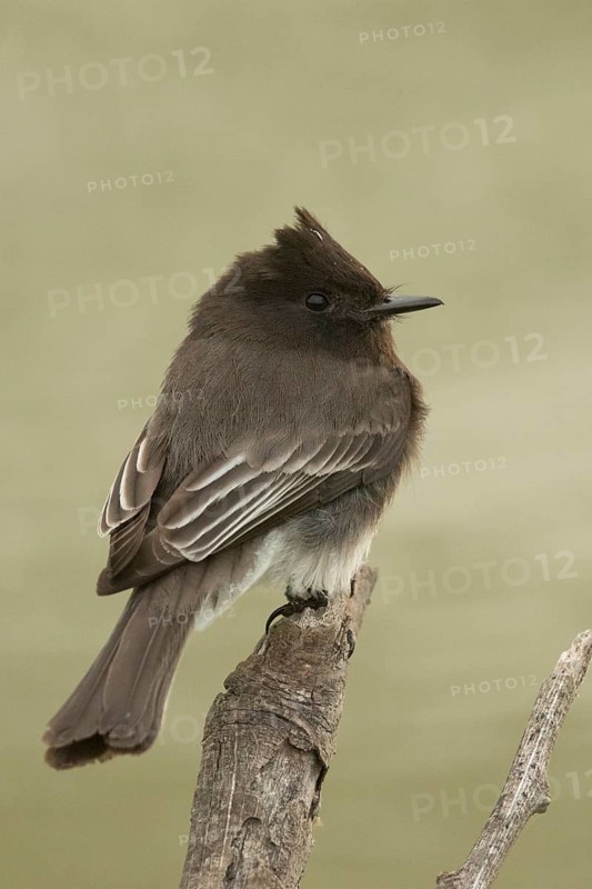Black Phoebe (Sayornis nigricans), Texas, USA