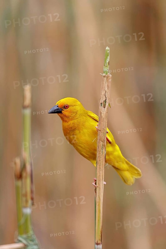 Eastern golden weaver (Ploceus subaureus), iSimangaliso Wetland Park, St. Lucia, KwaZulu-Natal, South Africa