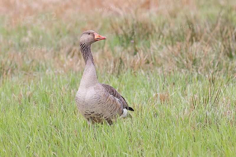 Grey goose (Anser anser) on a moor, Dümmer, Lake Dümmer, Ochsenmoor, Hüde, Lower Saxony, Germany