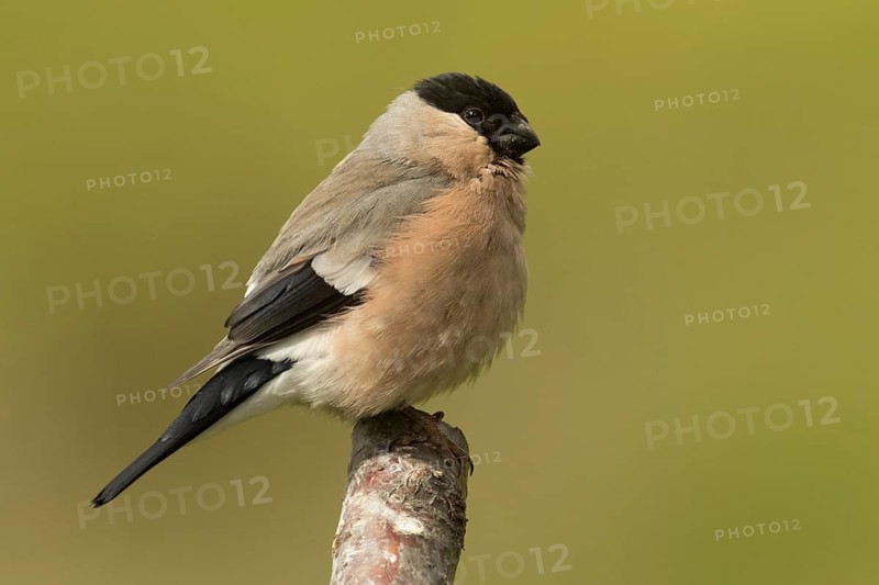 Eurasian Bullfinch (Pyrrhula pyrrhula) female, Rhineland-Palatinate, Germany