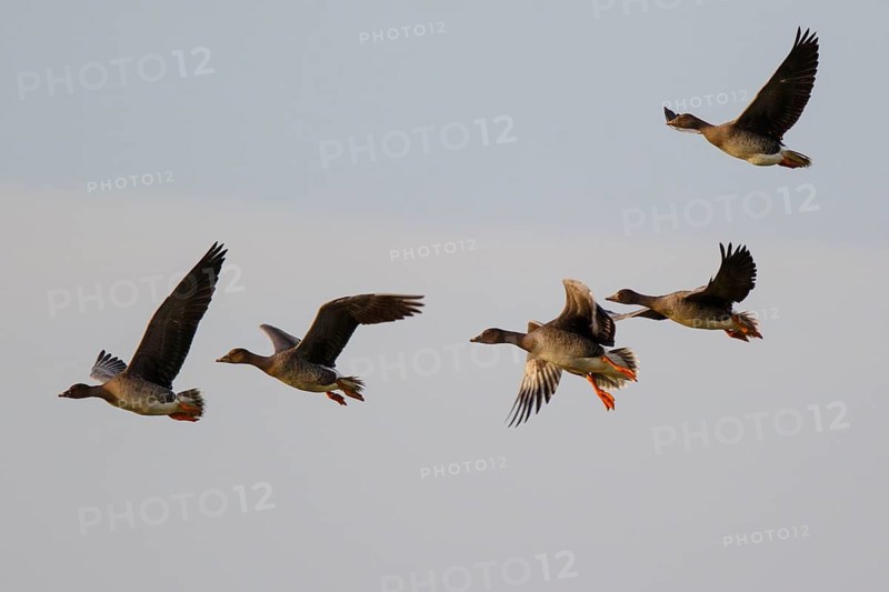 Greater White-fronted Goose (Anser albifrons) group flying, North Rhine-Westphalia, Germany