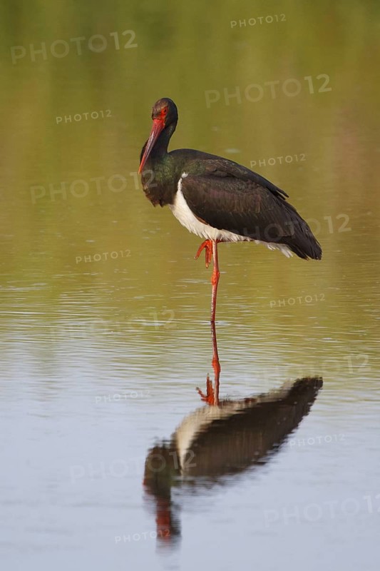 Black Stork (Ciconia nigra) foraging, Greece