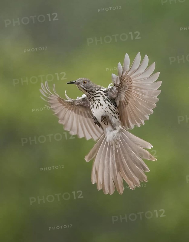 Long-billed Thrasher (Toxostoma longirostre) flying, Texas, USA