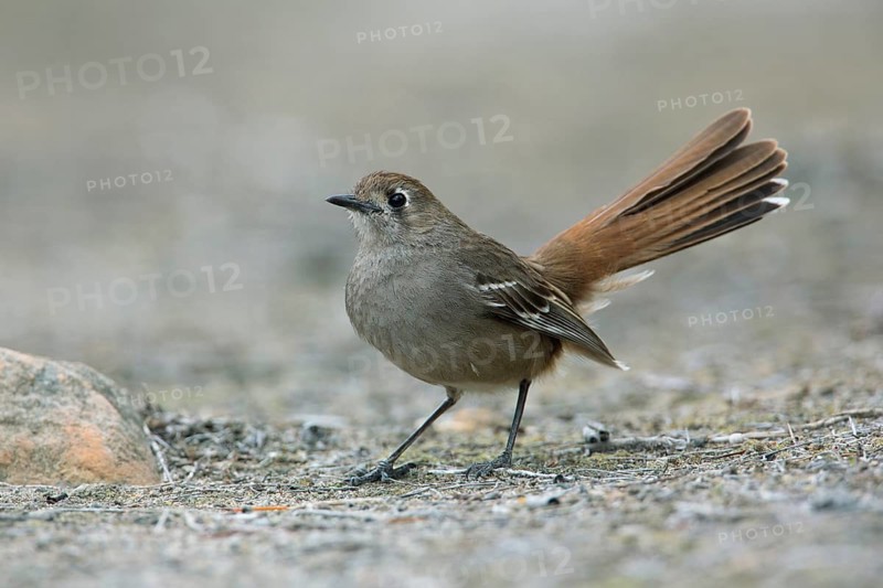 Southern Scrub Robin (Drymodes brunneopygia) perched on the ground, South Australia, Australia