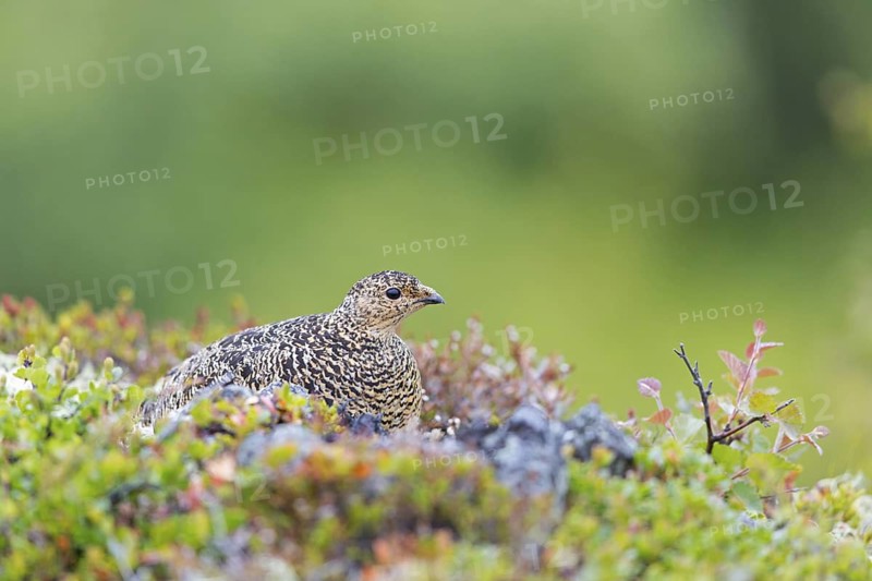 Rock ptarmigan, (Lagopus mutus), Animals, Birds, Hen with chicks, Pheasant family, Reykjahlíð, Norðurland Eystra, Iceland