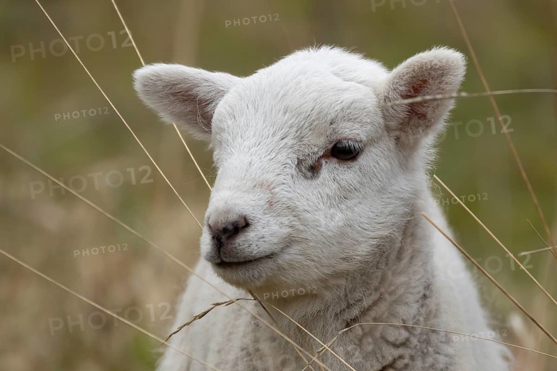 Domestic sheep (Ovis aries) juvenile baby lamb farm animal head portrait in spring, England, United Kingdom