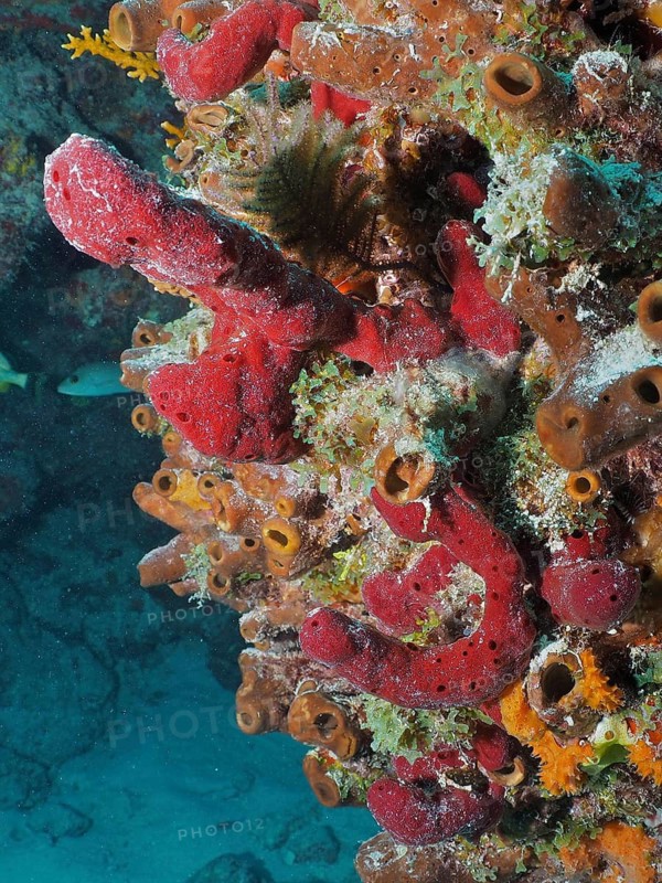 Red sea sponge, upright rope sponge (Amphimedon compressa), in the underwater ecosystem, dive site John Pennekamp Coral Reef State Park, Key Largo, Florida Keys, Florida, USA