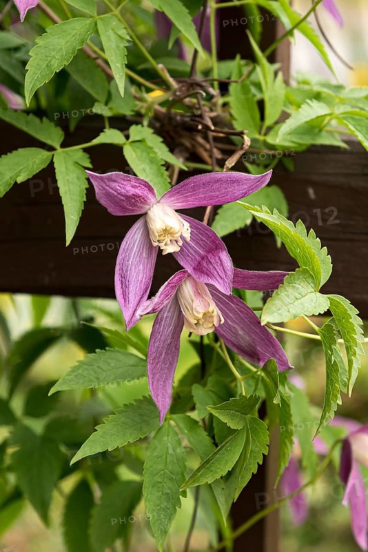 Clematis alpina 'Ruby', Grüne Aue 7, Germany